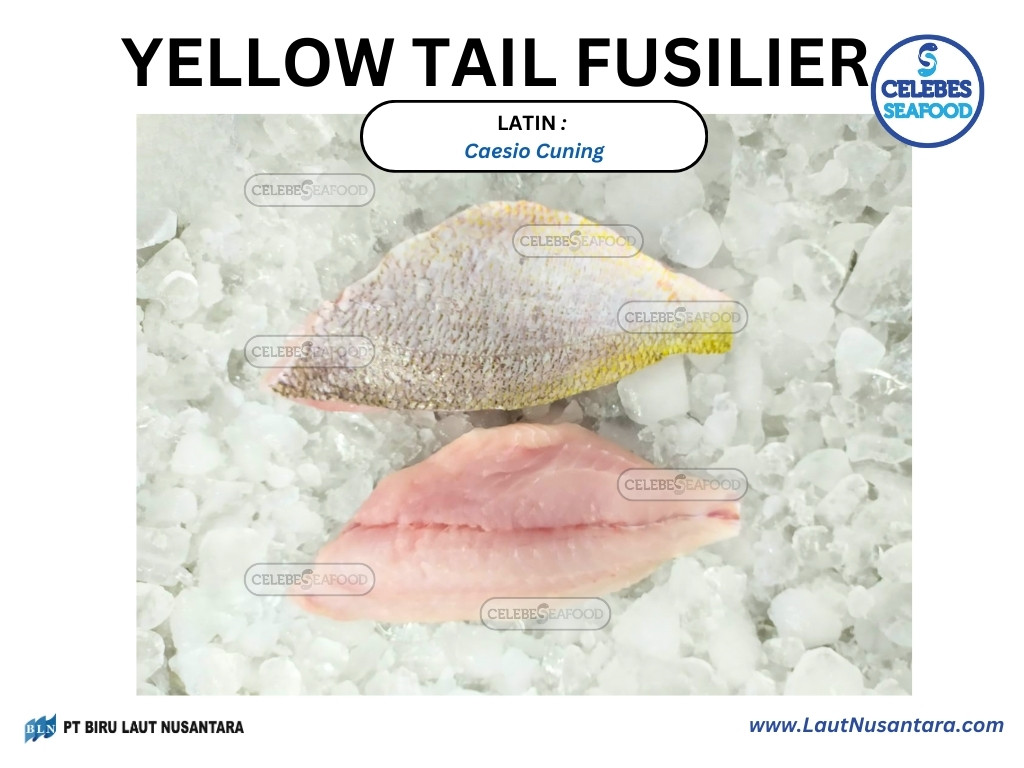 YELLOW TAIL FUSILIER